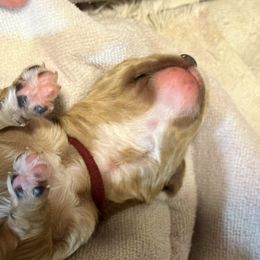 Cavalier King Charles Spaniel and Cavapoo Puppies from Boyd Cavapoo & Cavalier Puppies