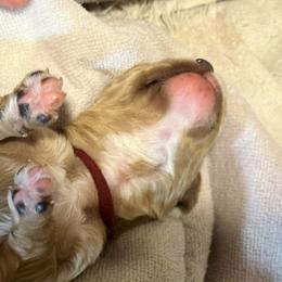 Cavalier King Charles Spaniel and Cavapoo Puppies from Boyd Cavapoo & Cavalier Puppies