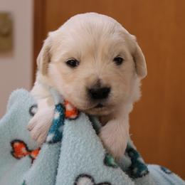 Boy 7 - Light golden male Golden Retriever puppy in Chehalis, Washington from Tradition Golden Retrievers