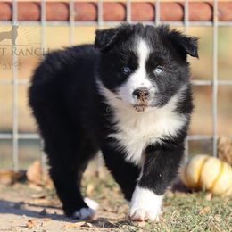Australian Shepherds from SunSet Ranch Aussies