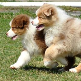 Australian Shepherd Puppies from Danell Australian Shepherd