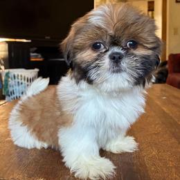 Starla - Brindle female Shih Tzu puppy in Stroudsburg, Pennsylvania from Puppyville Pa Shih Tzu & frenchies