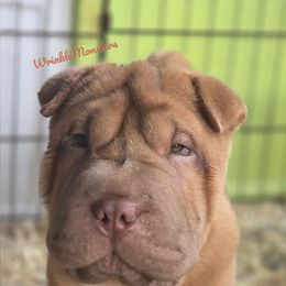 Tigger - Red male Chinese Shar-Pei puppy in Salem, Ohio from WrinkleMonsters