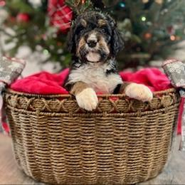 Bernedoodle Puppies from Oso Perfect Poodles and Doodles