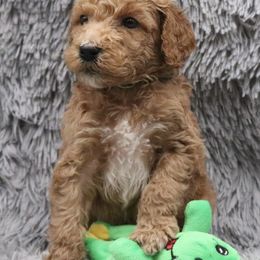 Poodle Puppies from Absolutely Pampered Poodles