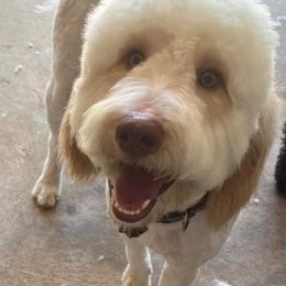 Goldendoodles from Double J Doodle Farm