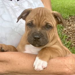 Rudy - Red and white male Staffordshire Bull Terrier puppy in Interlachen, Florida from Rockstaff Staffords