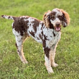 Merlin - Poodle
