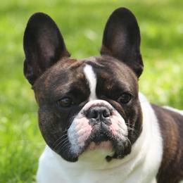 Truly - French Bulldog
