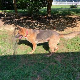 Foxy - Blue female German Shepherd puppy in Pelham, North Carolina from P & P Shepherds