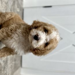 Boy 3 - Sable Bernedoodle puppy in Yatesville, Georgia from High Hopes Doodles