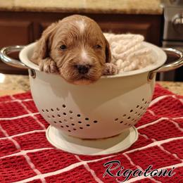 Rigatoni (Yellow Collar) - Apricot female Goldendoodle puppy in Guthrie, Oklahoma from Edmond Doodles, LLC
