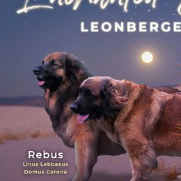 Dachshunds and Leonbergers from Enchanted Desert