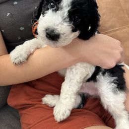 Australian Mountain Doodle Puppies from Magnolia Grove Farms