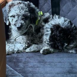 Guava - Merle male Goldendoodle puppy in Richmond, Texas from Harper’s Heartbeats
