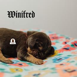 Winifred - Liver and tan female Bloodhound puppy in Wamego, Kansas from Flint Hills Hounds