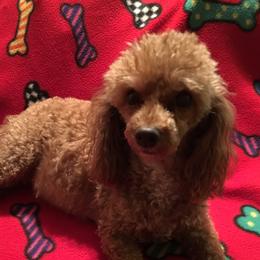 Dawson - Poodle