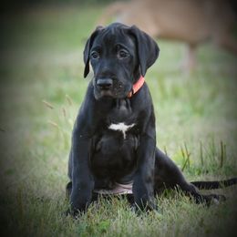 Great Dane Puppies from Kirk’s Dane Farm