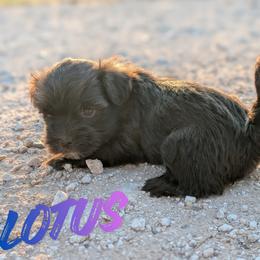 Lotus - Chocolate brindle female Havanese puppy in Sebastian, Texas from Third Coast Havanese