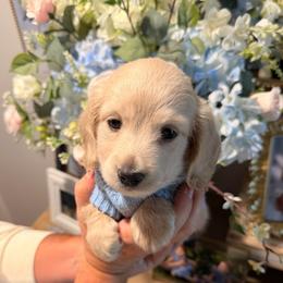 Walter - Cream male Dachshund puppy in Ville Platte, Louisiana from Cajun Pawfection