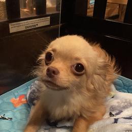 Teddy - Chihuahua