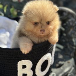 Nova - Lavender female Pomeranian puppy in Stockton, California from lunas_poms