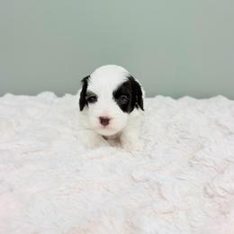 Mindy - female Labradoodle puppy in Springfield, Ohio from Dawson & Daryn's Royal Companions