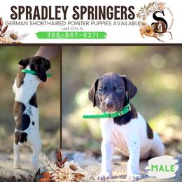 English Springer Spaniel and German Shorthaired Pointer Puppies from Spradley Springers