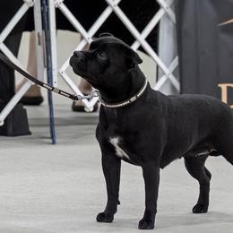 Staffordshire Bull Terriers from Bullwark Staffordshire Bull Terriers