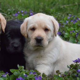 Labrador Retrievers from Empress Labradors and Basset Hounds