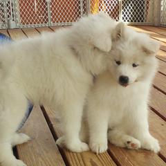 Samoyeds from Ancient Dream Samoyeds