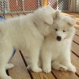 Samoyeds from Ancient Dream Samoyeds