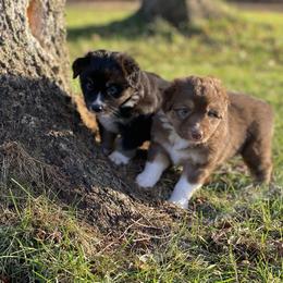 Australian Shepherd Puppies from Echolight Australian Shepherds