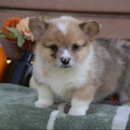Bingo - Red merle and white male American Corgi puppy in Scio, Oregon from Abundant Joy Corgis