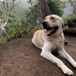 Parker - Labrador Retriever