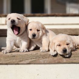 Female 1 - Yellow female Labrador Retriever puppy in Saunemin, Illinois from Shooting Star Labs