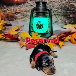 Hocus Pocus 1580 - Dapple female Dachshund puppy in Rio Grande City, Texas from Hounds All Night