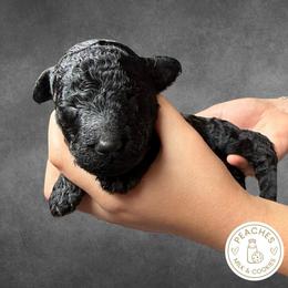 Fudge - Black male Labradoodle puppy in Kingman, Arizona from The Dood Ranch