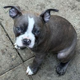 Azul Ama - Blue male Boston Terrier puppy in Monroe, Washington from Nordkyn Boston Terriers