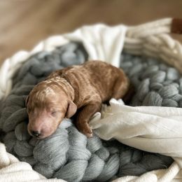 Poodle Puppies from Miller Creek Standard Poodles