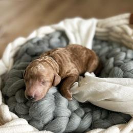 Poodle Puppies from Miller Creek Standard Poodles