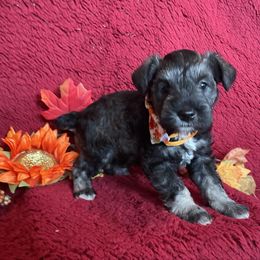 Prancer - Salt and pepper female Miniature Schnauzer puppy in Anthony, Florida from Amanda Tragash