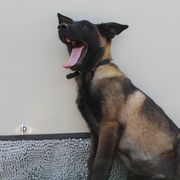 Working Dog Crosses from Broadwater K9