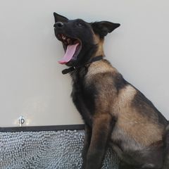 Working Dog Crosses from Broadwater K9