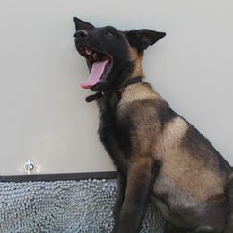 Working Dog Crosses from Broadwater K9