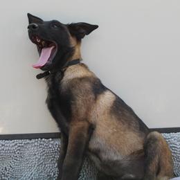 Working Dog Crosses from Broadwater K9