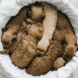 Cavapoos and Goldendoodles from Fitzdoodles