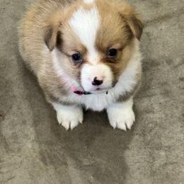 Princess - Red female Pembroke Welsh Corgi puppy in Millsap, Texas from Punchy Pembroke Ranch