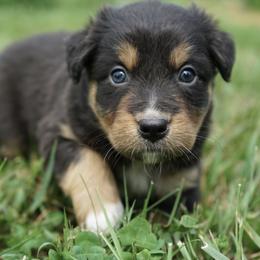 Boy 1 - male Australian Shepherd puppy in Holmesville, Ohio from Coffee Run Spring at Miller Farms