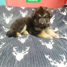Elijah Green Collar - Black and red male German Shepherd puppy in Bedias, Texas from TiPi S Ranch's German Shepherds